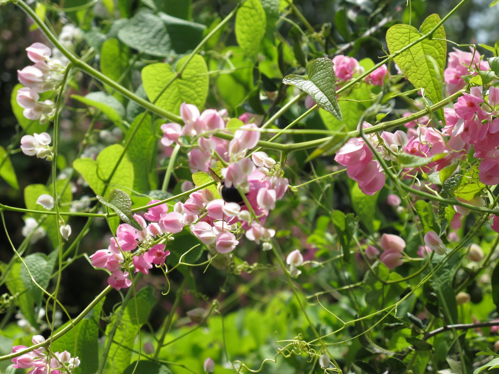 coral vine houston
