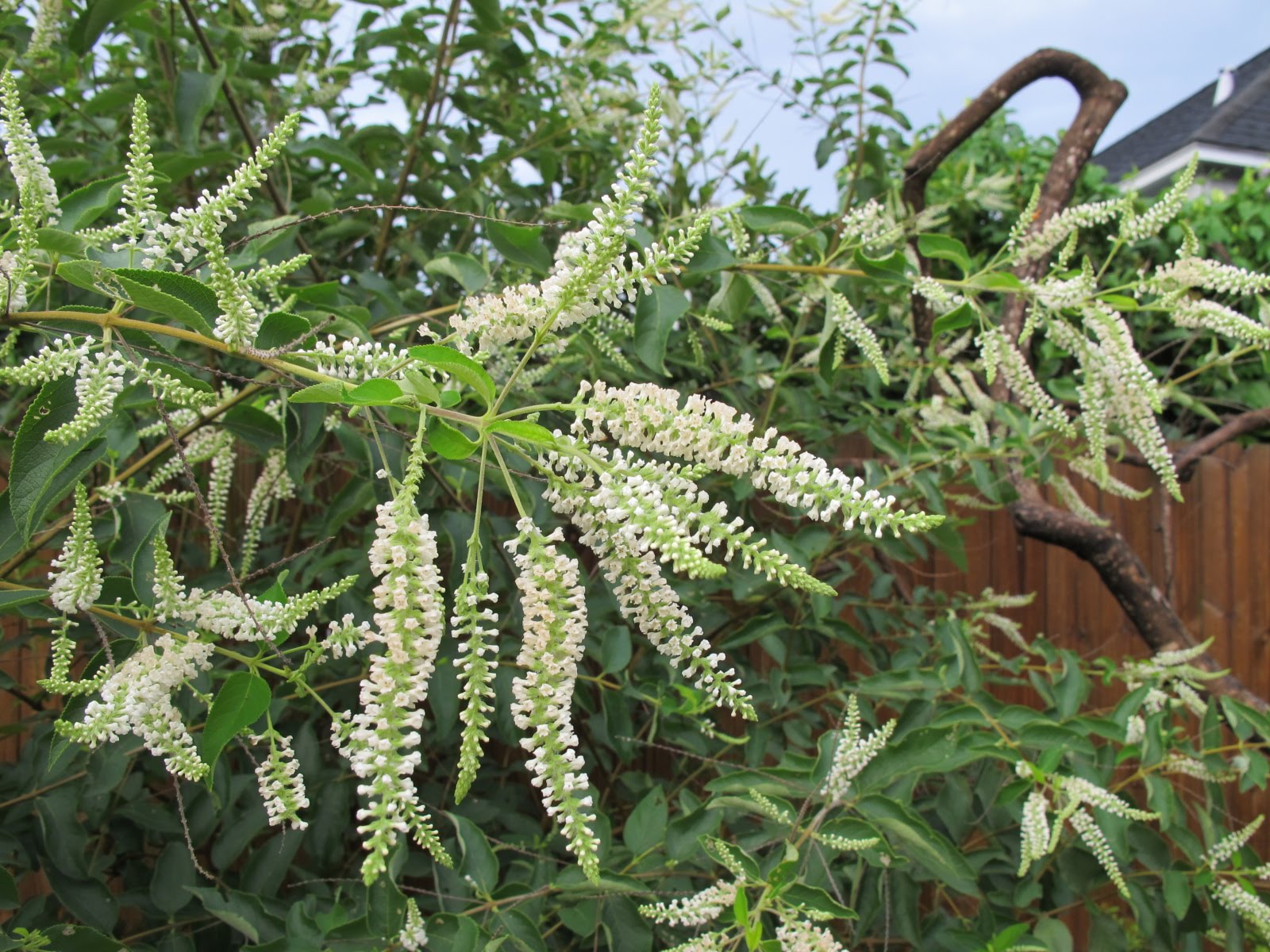 Flower Sunglasses Amazon Flowering Almond Bush For Sale