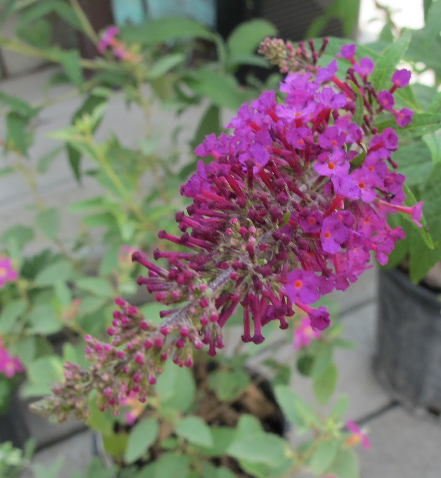 Growing Greener In The Pacific Northwest Buddleia Blue Chip 8 13 14