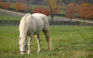 White Horse HD Wallpaper