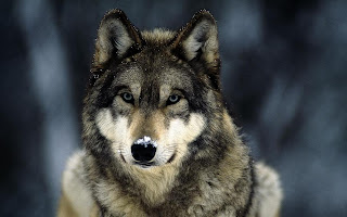 Grey Wolf Snow Grey Wolf Snow 1680x1050