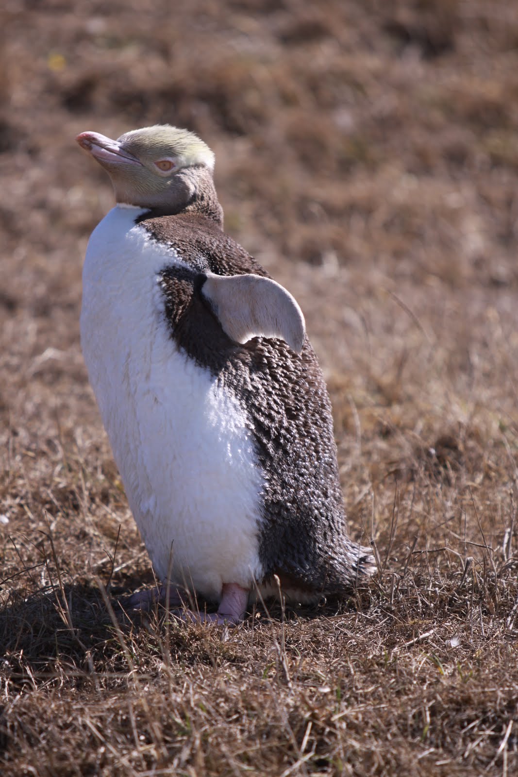 Not All Who Wander Are Lost Dunedin, yelloweyed penguins, Moeraki