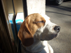 Testa di...beagle!!!!