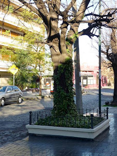 Cantero para árbol