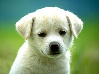 Wallpaers of Cute Pet Puppies