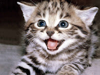 Cute Kitten Wallpapers