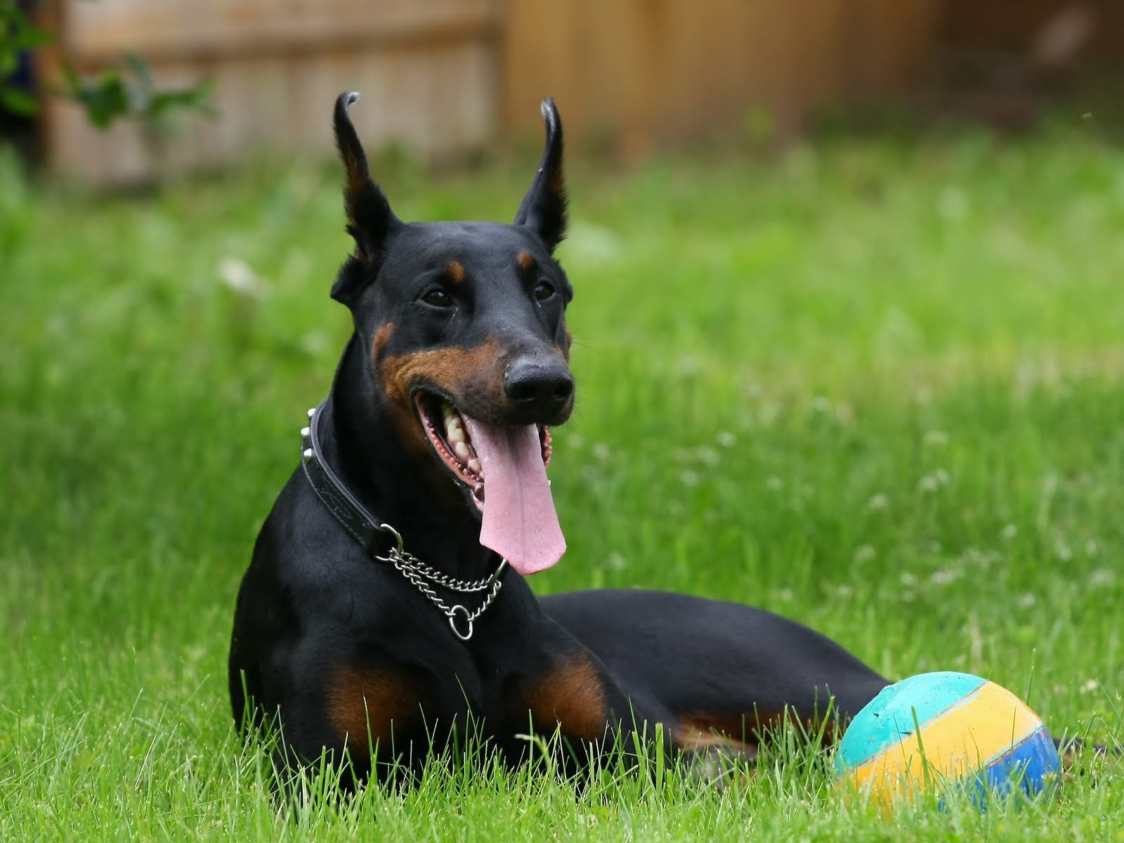 http://2.bp.blogspot.com/_nEmB3Z5F5EM/S62UCTGNUGI/AAAAAAAAIUg/dWU9IHzX5v4/s1600/Doberman_Pinscher.jpg