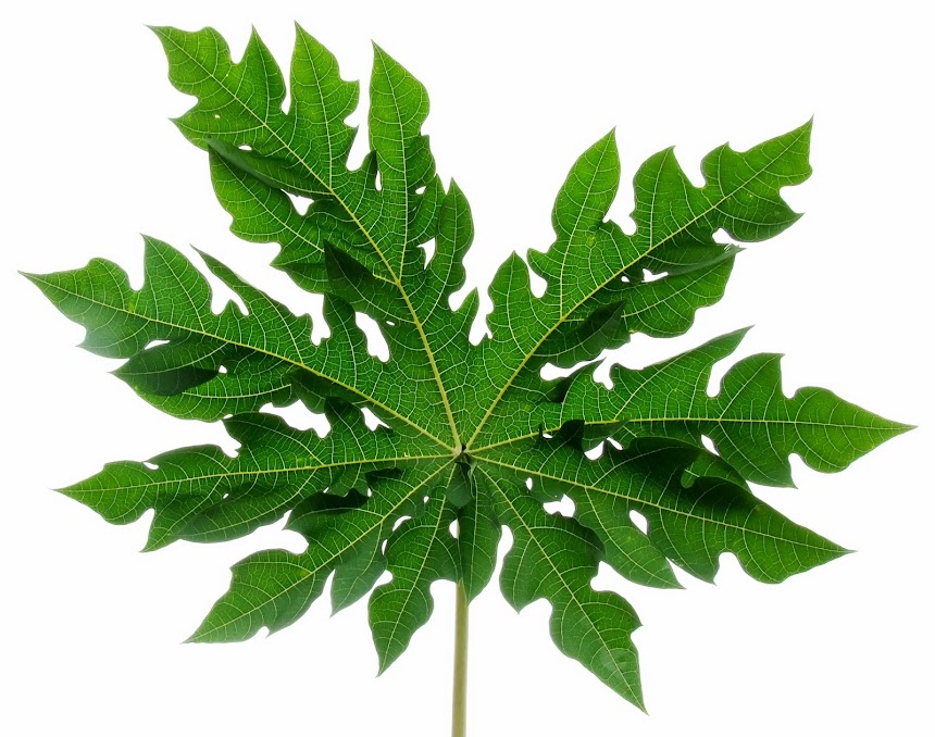 Papaya Leaf Tea Drink Papaya Tea Against Cancer