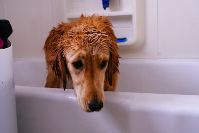 Hope standing in the bathtub with her head hanging out the side, looking sad,her hair has been artfully arranged to stick straight up with shampoo