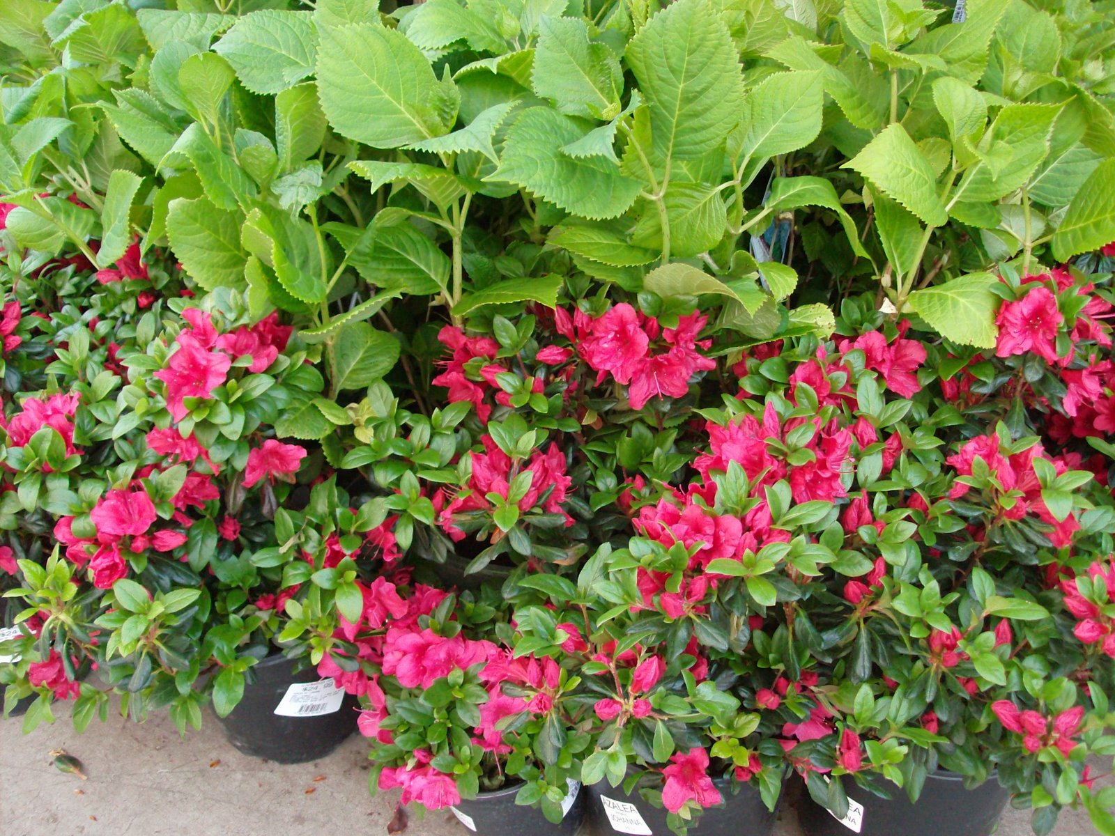 New plant pictures: April 14th