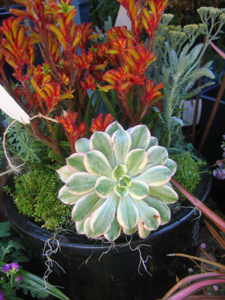 [planters+003.JPG]