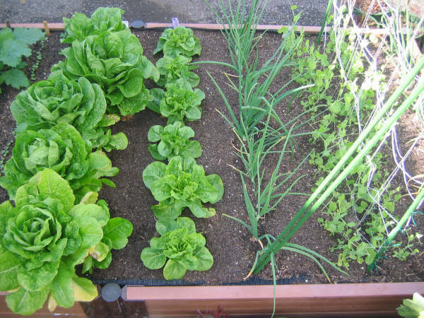 [planters+022.JPG]