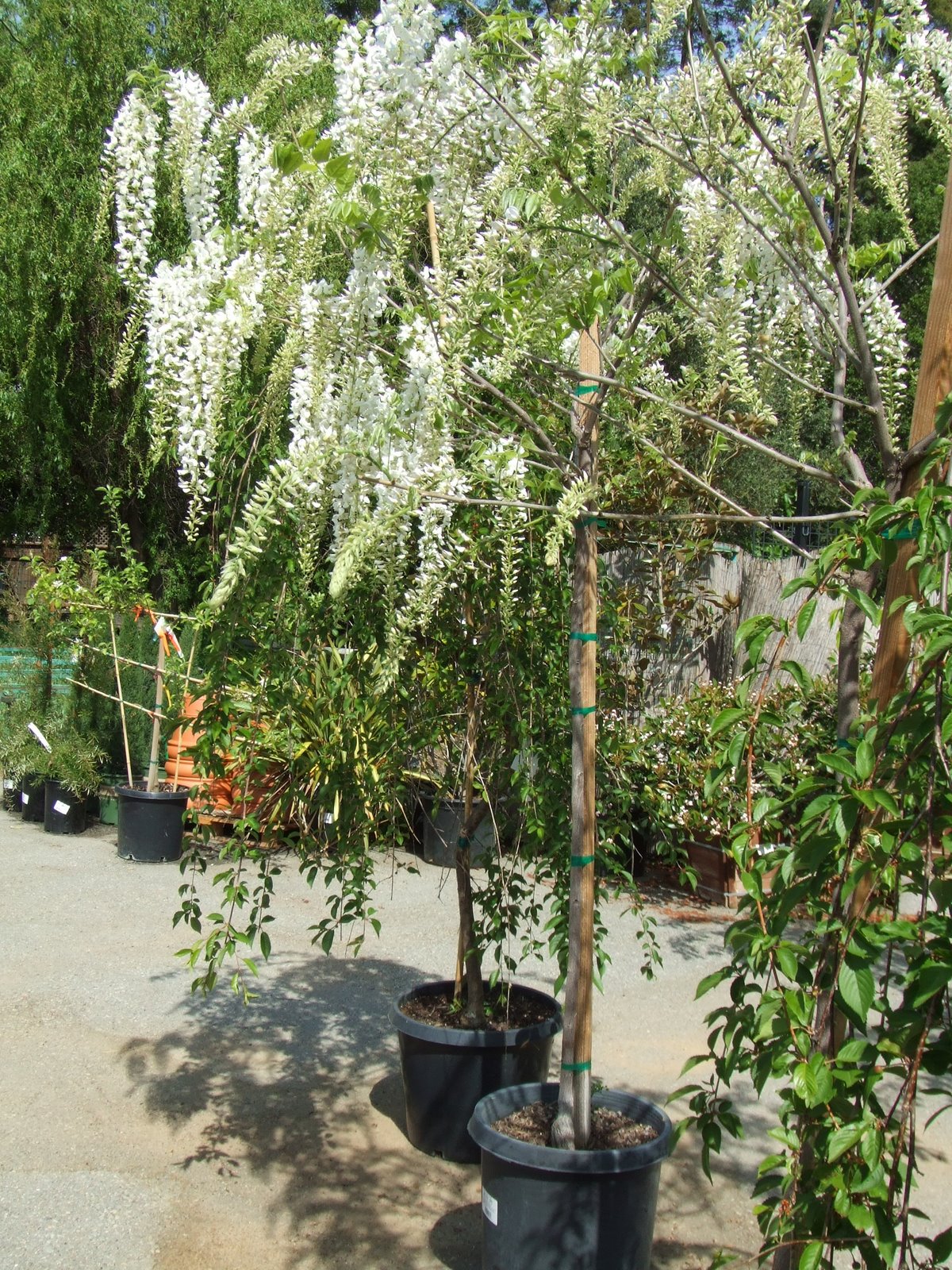 [DSCF1053.JPG]