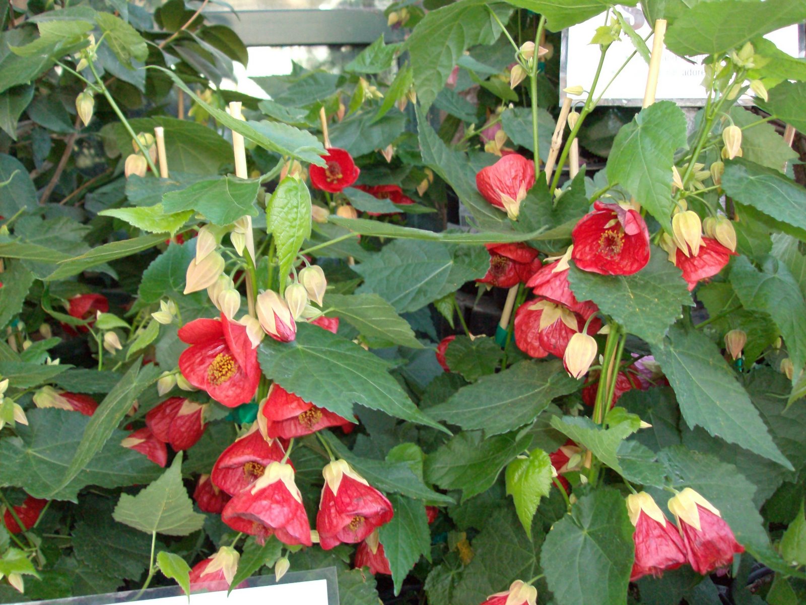 [abutilon.JPG]