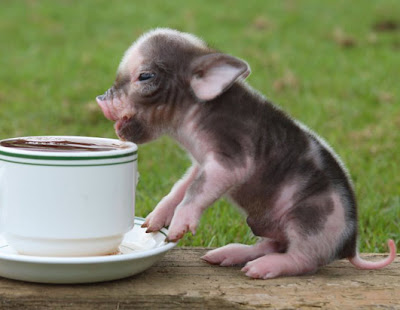 Miniature Pigs