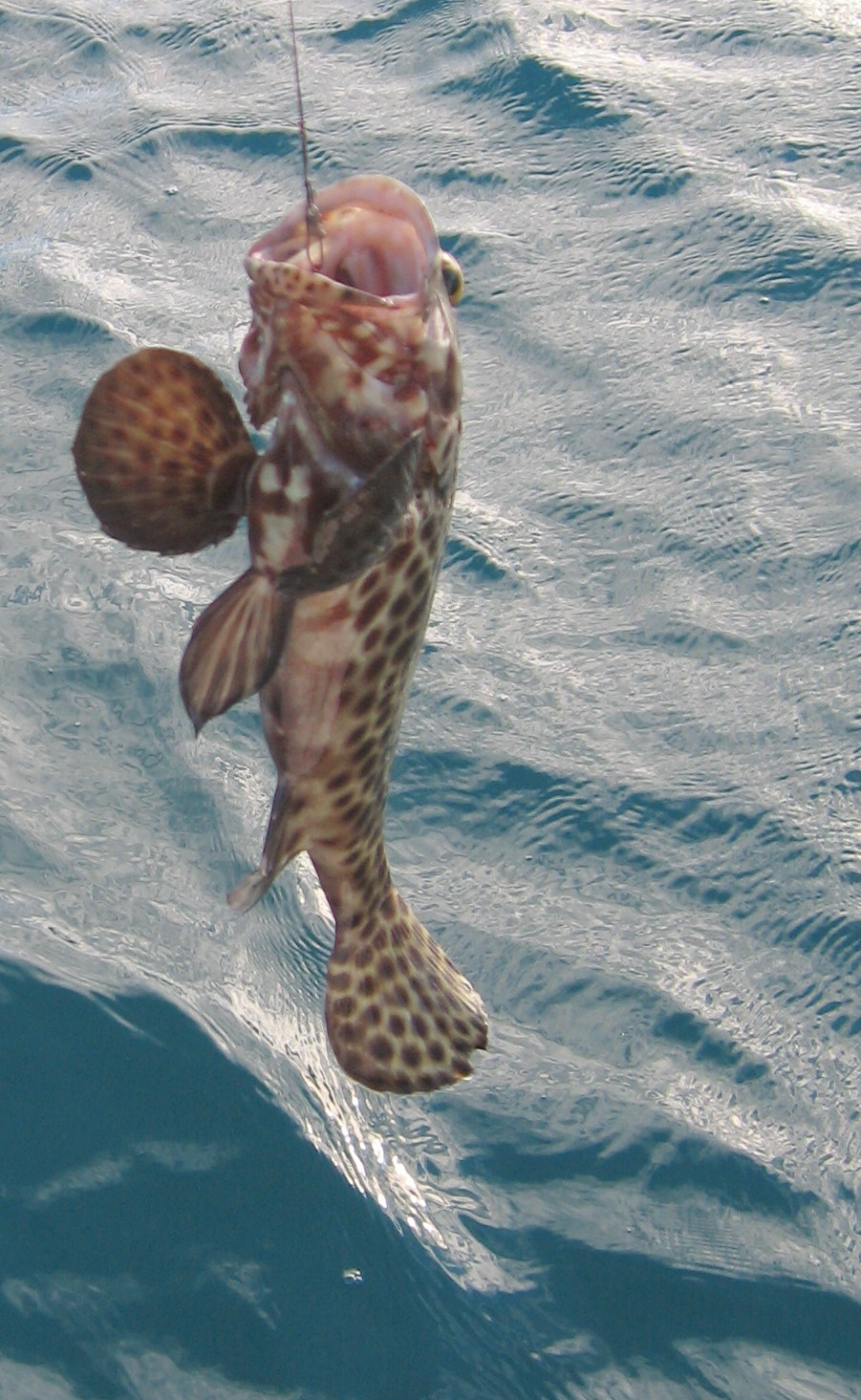 Cruising on Mica Sunday at Pancake Creek