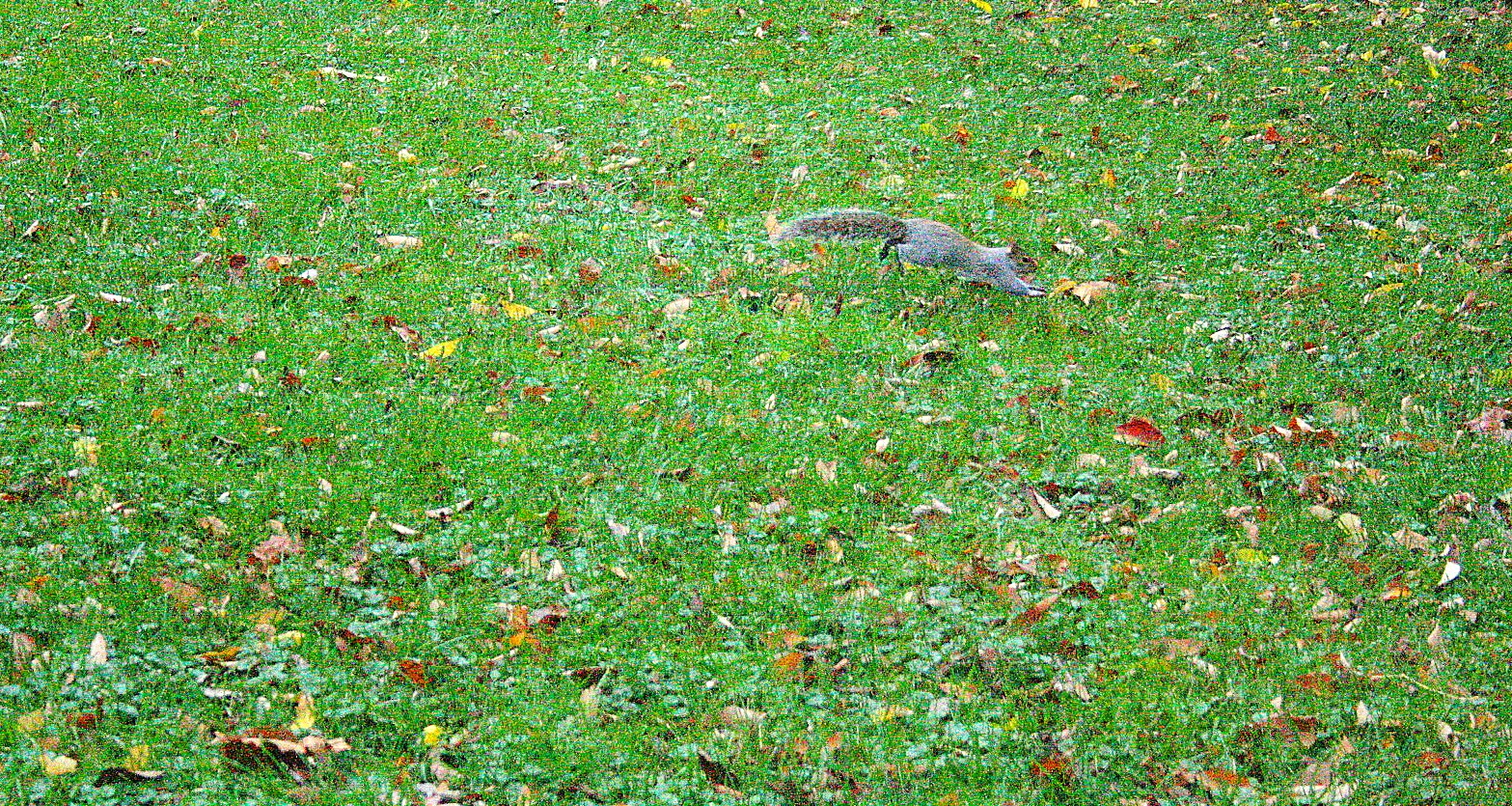 Beyondstars A child said, what is grass?