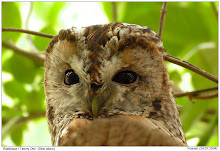 tawny owl