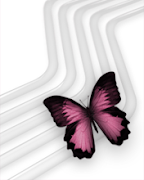 Violet Butterfly