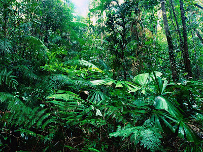 Tropical Rainforest