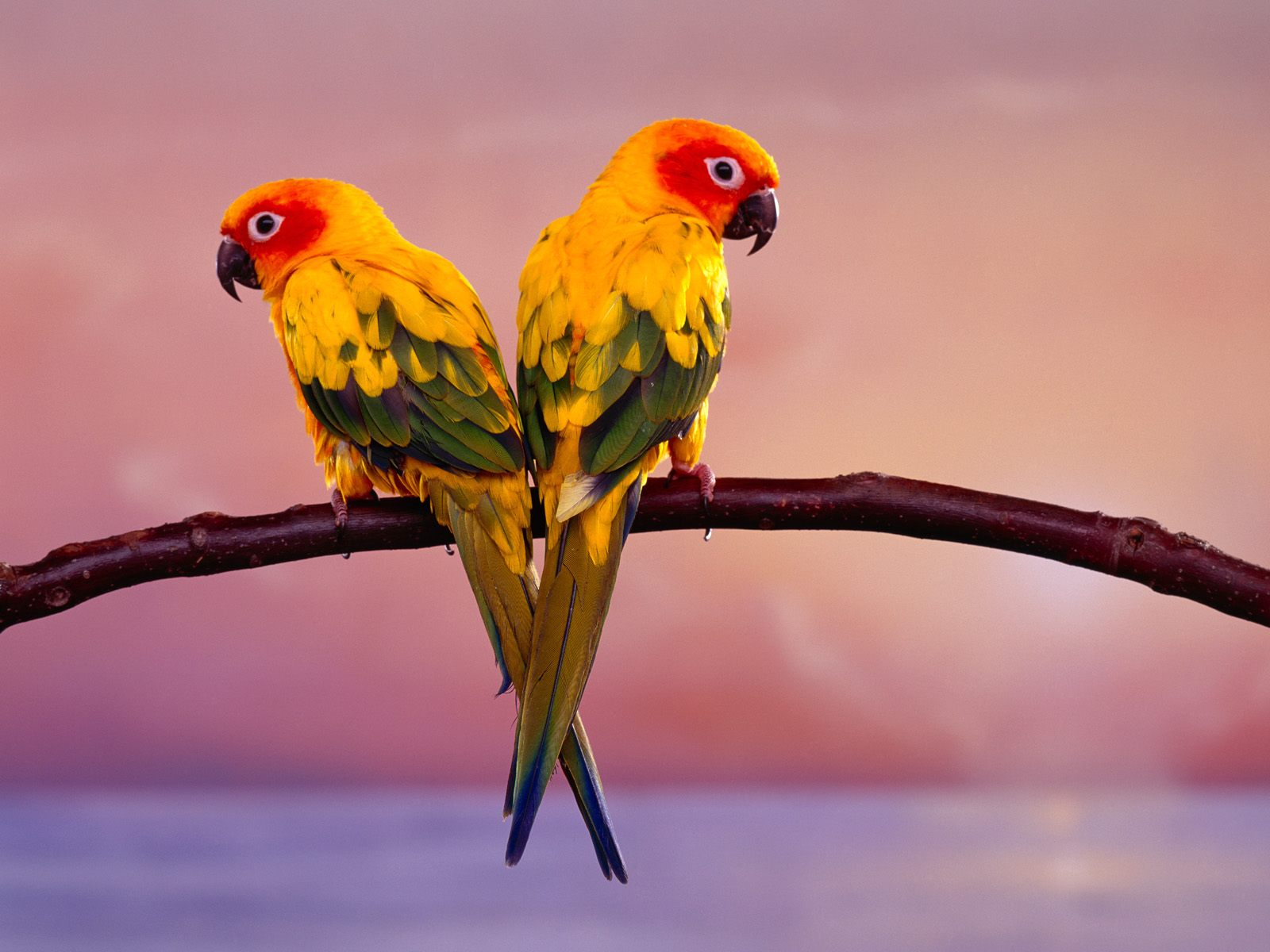 Life is Better with a cute Outfit: Love Birds Wallpapers