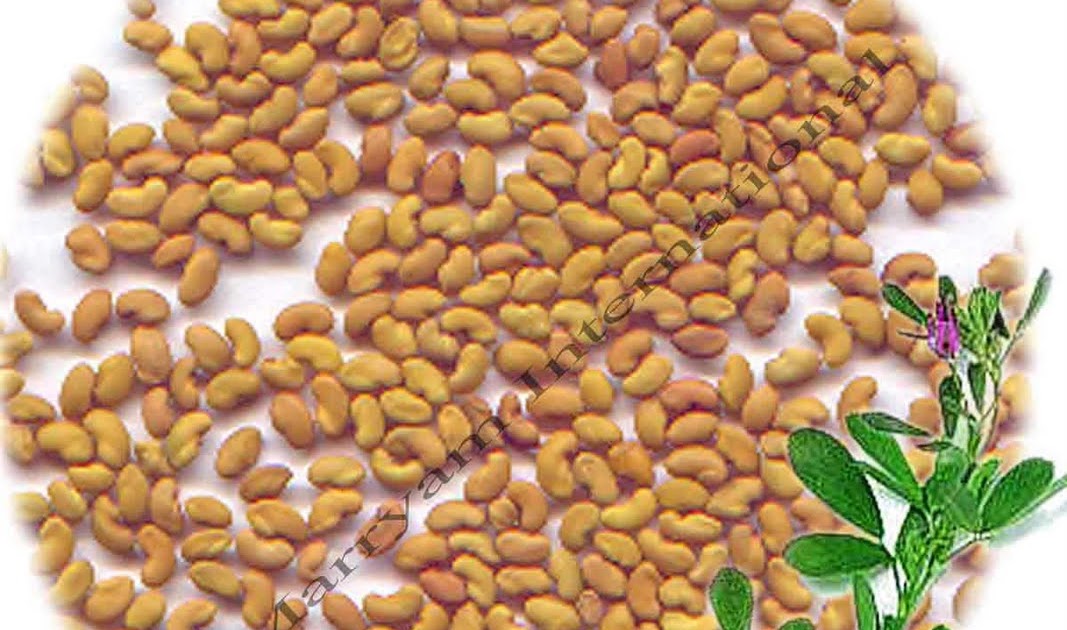 ALMARRYAM INTERNATIONAL ALFALFA SEED (Medicago sativa)