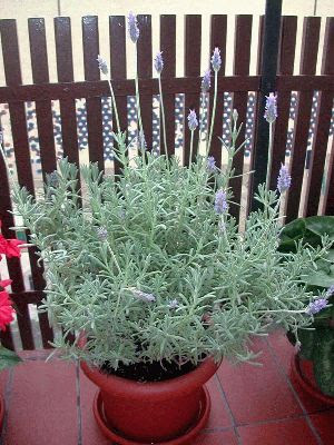 Viveros "El Palto Huacho" Frutales y Plantas Ornamentales": Lavanda.