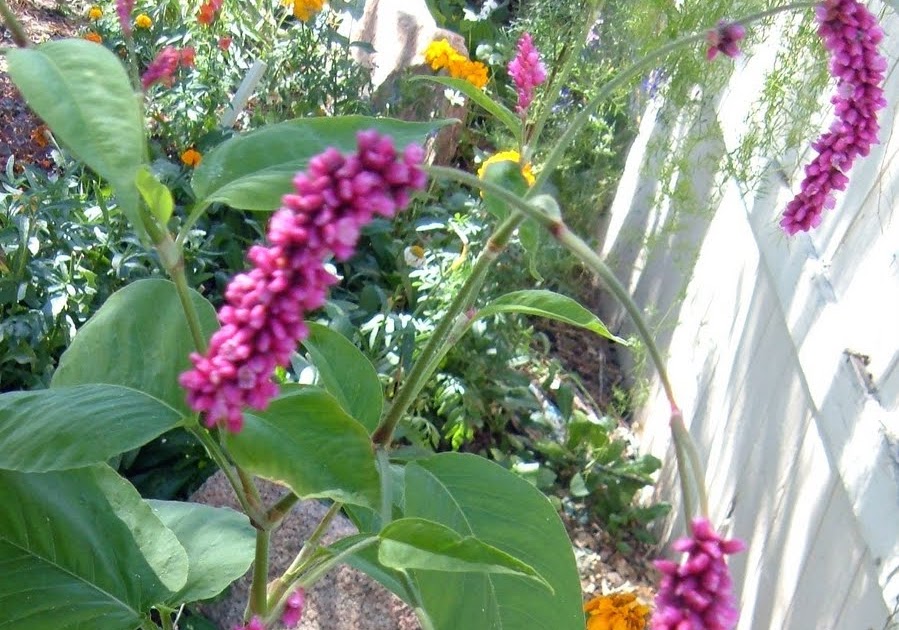 the prairie cottage: Kiss Me Over The Garden Gate