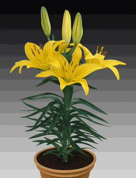 [Tiny+Bee+-+asiatic+Lily.gif]