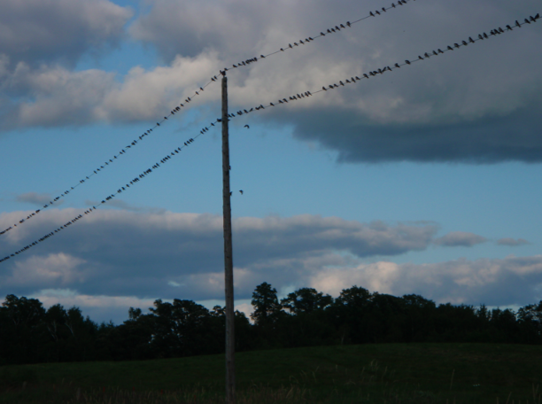 many birds on a power line many birds on a power line