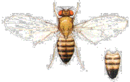 [mosca.gif]