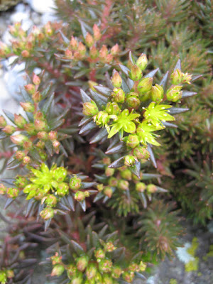 Garten Impressionen Der Steingarten Im September