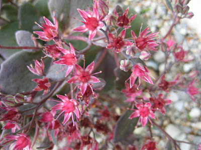 Garten Impressionen Der Steingarten Im September