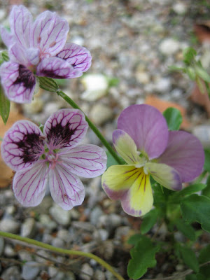 Garten Impressionen Der Steingarten Im September