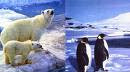 Penguins And Polar Bears