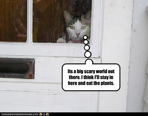 [funny-pictures-cat-will-stay-inside.jpg]