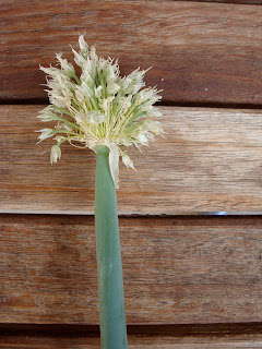 spring onion flower