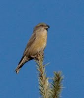 [Crossbill.jpg]