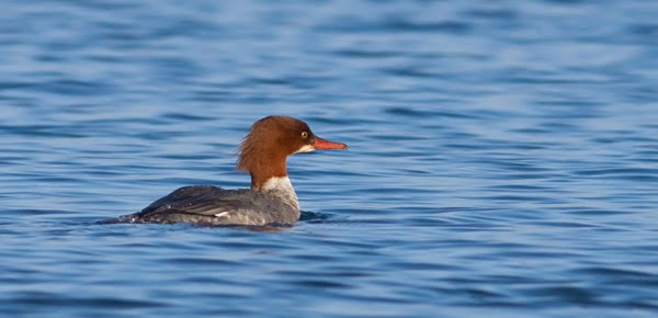 [Draycote-Goosesander-2.jpg]