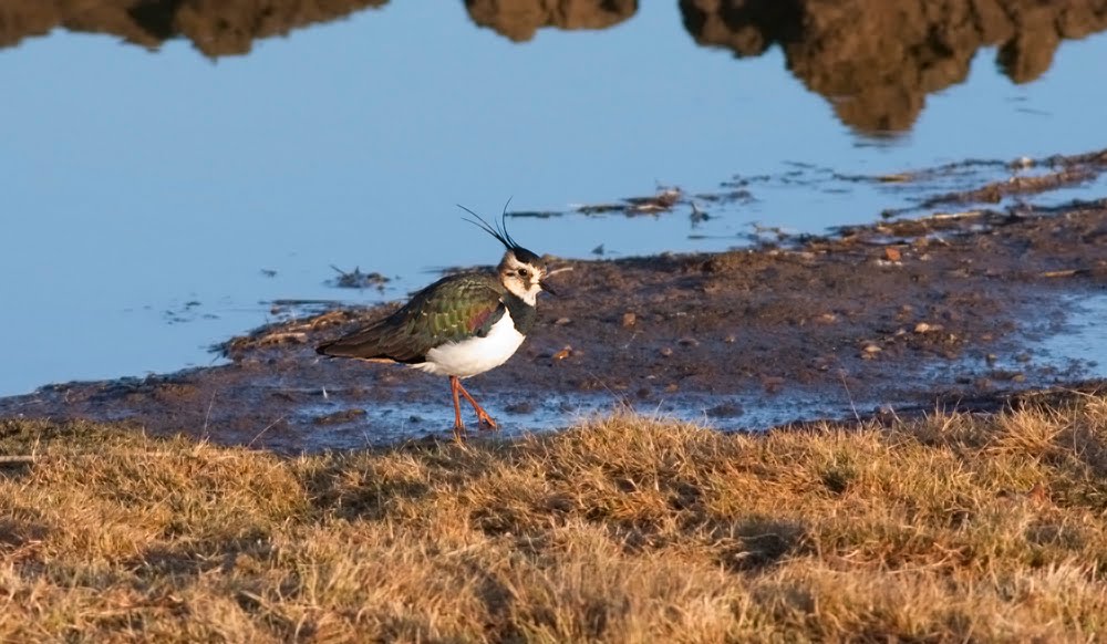 [Evening+Lapwing.jpg]