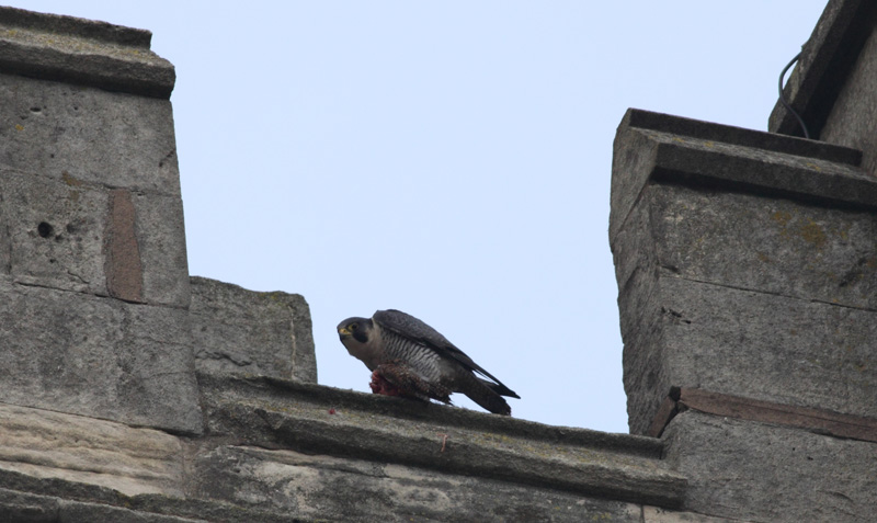 [Peregrine_Kill_Looking_Down.JPG]