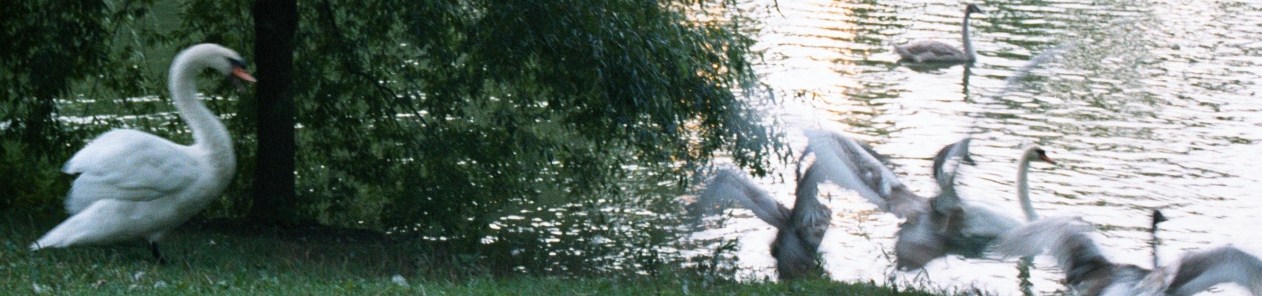 [swans1.JPG]