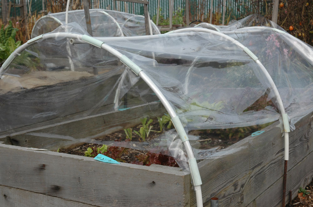 Starting Your Edibles Early Get Going with a Cloche or Cold Frame Plant Something Oregon