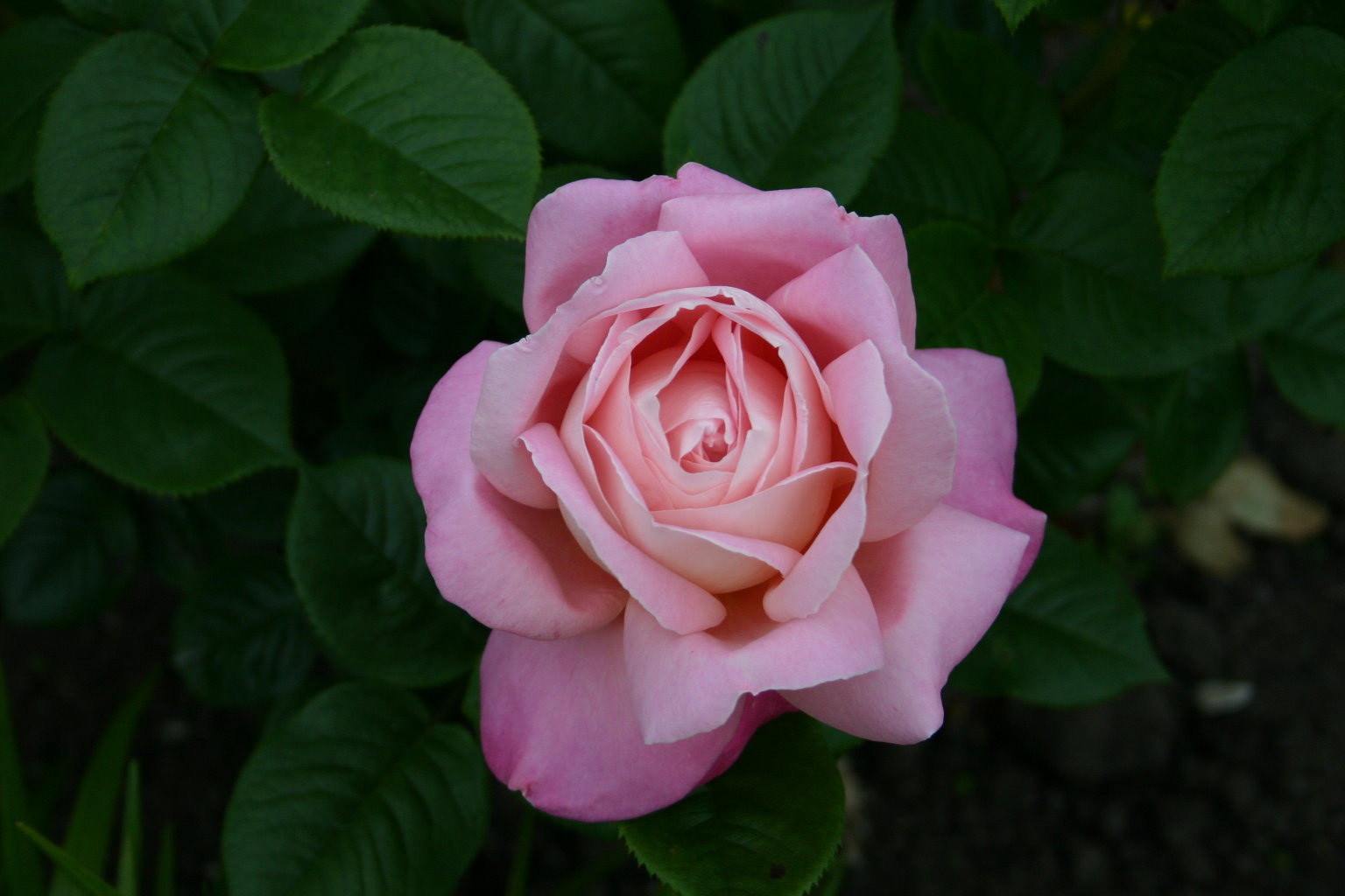 Delphiniums Down Under The Flowers That Bloom in the Spring Tra La