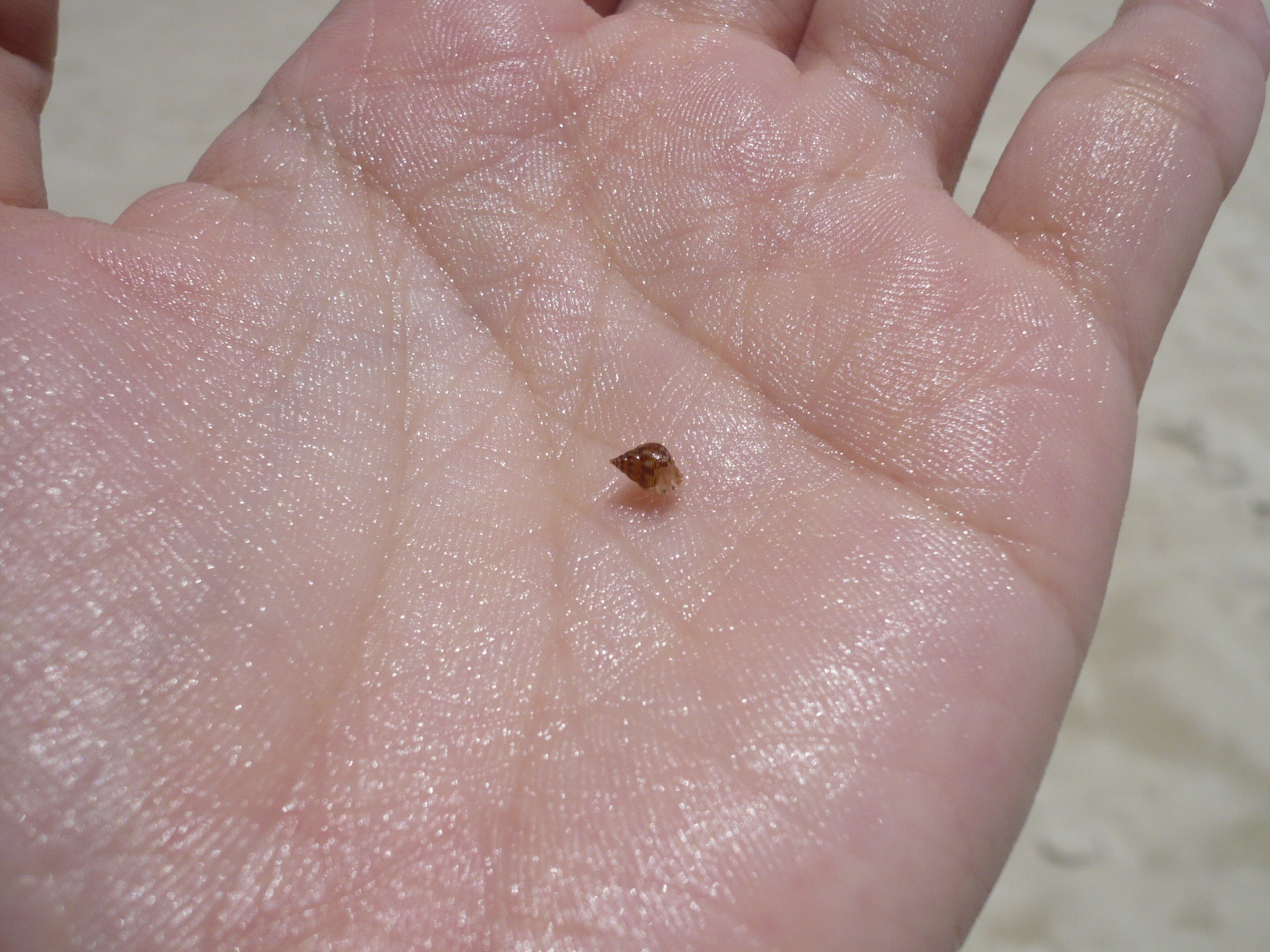 immaculate conception hermit crab style crabs Ask MetaFilter