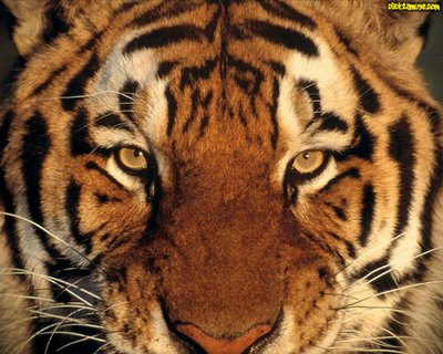 Tigers - Tiger Close up Photo