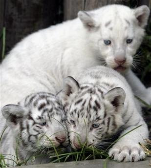 Baby+white+tiger+cubs