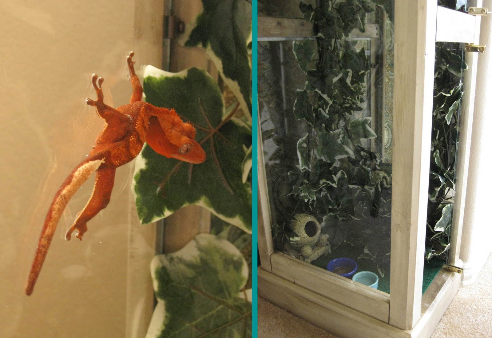 Life Crafts & Whatever Curio to.... gecko cage?