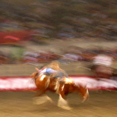 Rodeo Bronco Rider Rodeo Bronco Rider