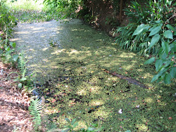 Foto - passeio na mata ciliar do Hotel Ibiquá -Avaré